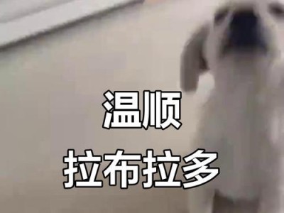 幼犬抵家应先打疫苗还是先驱虫？（科学养犬需遵循正确的养护顺序）