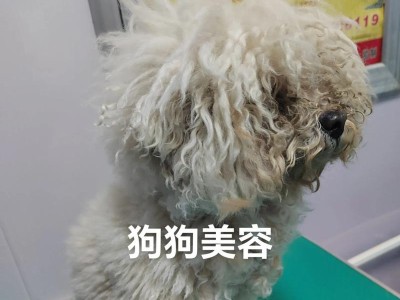 小狗美容指南（了解小狗的生长阶段，掌握美容的最佳时机）