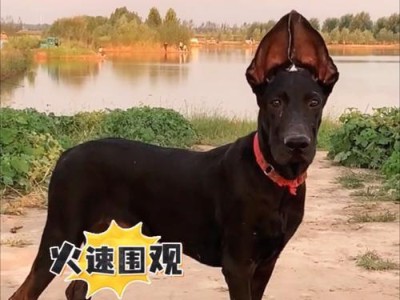 黑狼犬发红的秘密（探寻黑狼犬毛色发红的原因与特点）