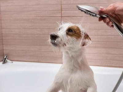 狗狗洗澡的禁忌（不能让宠物随便洗澡，小心伤害它们的健康）
