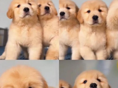 金毛犬性格稳定的关键时刻（探索金毛犬性格变化的时间节点）
