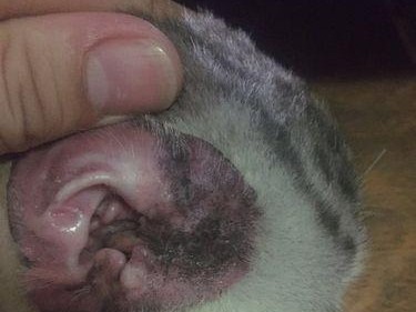 探索猫耳朵周围黑点点的奥秘（从神秘符号到常见问题，解读黑点点的种种面貌）