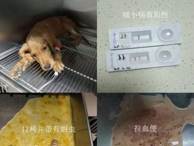 小狗细小点滴点的药物治疗方法（了解如何有效使用药物帮助小狗克服细小点滴点）