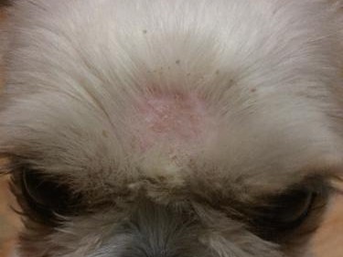 为什么我的狗狗掉了一片毛？（探究狗狗掉毛的原因及应对措施）