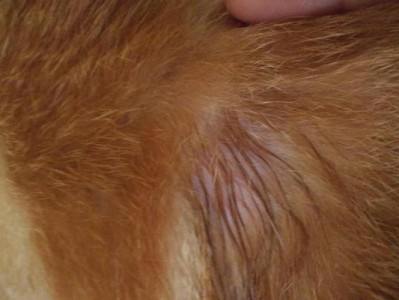 揭秘猫咪后腿脱毛破溃的原因及治疗方法（探究宠物猫咪后腿脱毛破溃的危害及预防措施）
