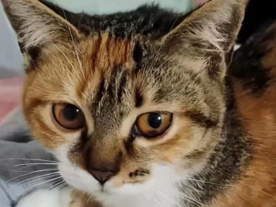探讨猫咪贫血黄疸的病因与治疗方法（了解贫血黄疸带给猫咪的健康问题及预防措施）