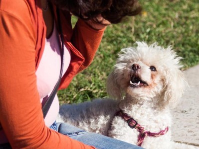 教你的宠物狗学会“摇头”和“点头”的方法（如何让你的狗狗听懂你的话语并进行反应？）