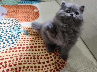 矮脚蓝猫的特点及其缺陷（探索矮脚蓝猫的独特之处以及相关健康问题）