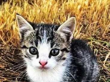 猫咪与牛奶（猫咪消化系统的特殊性及对牛奶的不耐受性）