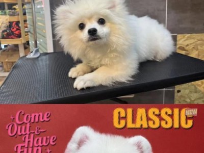 博美犬胎毛剪刀的使用方法和时机选择（如何正确地修剪博美犬的胎毛，让它们更加可爱和舒适）