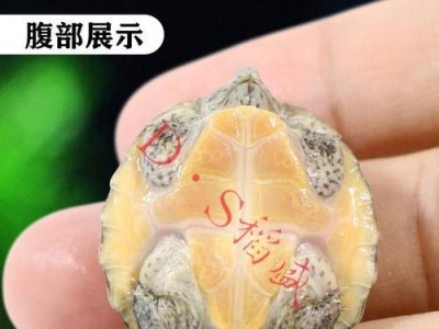 宠物国产苗与进口苗的区别（选择宠物疫苗，要看清这一点）