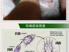 狗耳朵的螨虫问题（揭开狗耳朵螨虫的真相及预防方法）