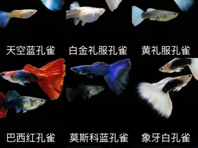多样化的养鱼品种及其饲养要点（探索世界各地的鱼类品种与养殖技巧）