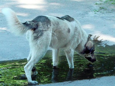 狗狗突然猛喝水的原因和解决方法（探究狗狗口渴增加的原因及应对措施）