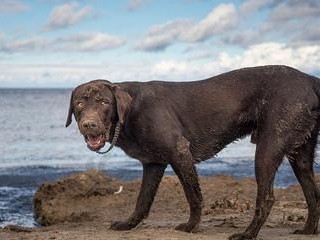 如何科学养护卷毛寻回猎犬？（从日常饮食到锻炼训练，让你的狗狗健康快乐！）