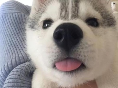 犬舌头大的奇妙之旅（揭开犬舌头秘密，探索狗狗的独特视觉世界）