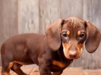 腊肠犬的饲养方法（从选购到日常护理，全方位了解腊肠犬的饲养技巧）