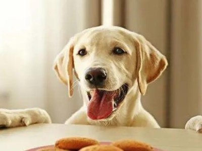 为什么狗狗突然不喜欢吃狗粮？（探讨狗狗不喜欢吃狗粮的原因和解决方法）