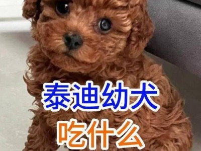 泰迪可以吃和不能吃的食物有哪些？（探索泰迪犬饮食禁忌，让它健康成长）