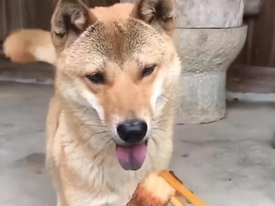 中华田园犬的饲养方法（健康、快乐、安全的犬生活）