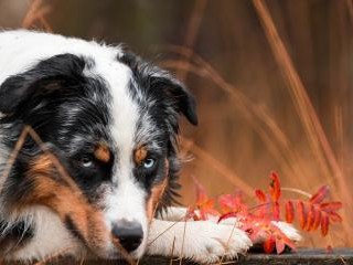 澳大利亚牧羊犬是否适合食用生鸡蛋（揭开澳大利亚牧羊犬的饮食谜团）