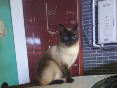 宠物猫的命名艺术（如何给你的宠物猫取个合适的名字？）