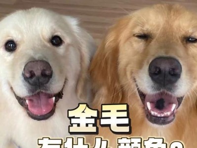 揭秘金毛嘴唇的真实颜色（探索金毛嘴唇为何如此迷人之谜）