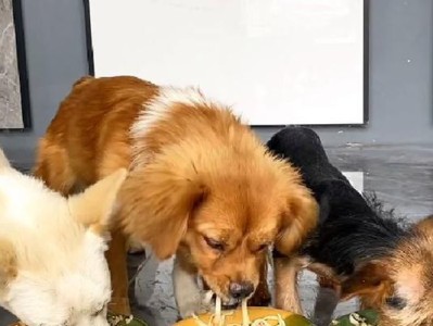 狗见了狗为何会狂叫？（揭开狗狗相遇时的狂叫之谜）