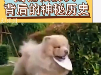 探索松狮犬三大品系的独特魅力（了解不同品系松狮犬，揭秘其各自的特色与魅力）