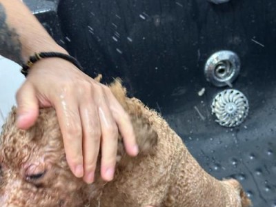 如何训练狗狗不乱冲出门？（解决狗狗出门乱冲问题的有效方法）