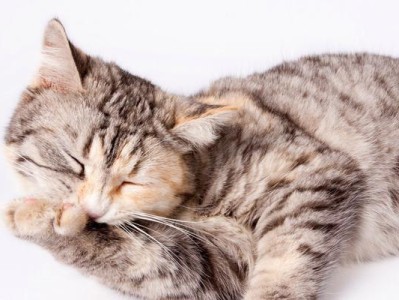 如何预防宠物猫咪感冒（以天气转凉为例，教你如何照顾爱猫的健康）