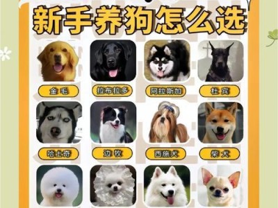 狗狗的生活习性及特点（了解狗狗的日常习性，共同打造美好生活）