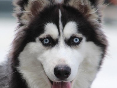 不掉毛的大型犬品种（探寻适合家庭的大型不掉毛犬种及其特点）