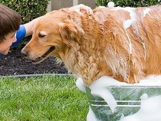 如何给宠物狗狗洗澡？（科学洗澡法，让狗狗健康幸福）