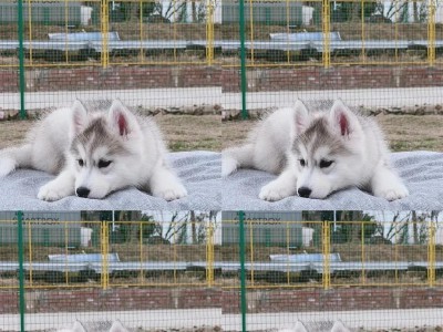 哈士奇幼犬洗澡用什么？（选择适合哈士奇幼犬的洗澡用品）