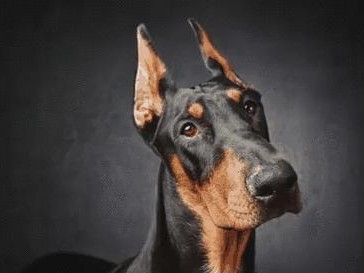 城市中被禁养的犬种（禁养犬种清单及）