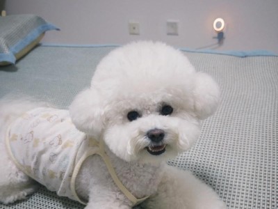 如何让比熊毛色保持纯白（养护技巧，让你的比熊宝宝始终如新）