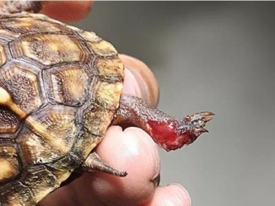 粉红圈锯背龟的饲养方法（宠物爱好者必备，让你的龟龟健康成长！）