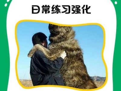如何训练阿拉斯加犬变得更听话（训练技巧和关键要点）