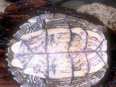 环纹地图龟的饲养方法详解（让你成为一名合格的环纹地图龟饲养者）