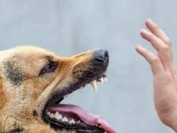 如何控制宠物犬的咬人行为（防范犬咬事件，从宠物养育开始）