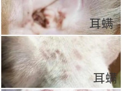 狗狗螨虫感染症状及治疗方法