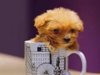 茶杯犬（探索茶杯犬的奢华生活及其财务状况）