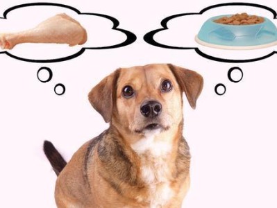 如何科学喂养宠物狗狗（从饮食、数量、品质、时间等方面介绍宠物狗狗的合理喂养方式）