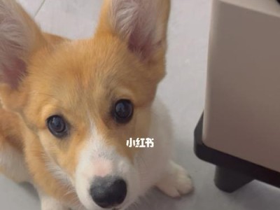 狗狗吃了李子会怎么样？（了解狗狗食物中的安全问题，保护它们的健康。）