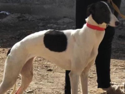 如何科学喂养格力犬幼犬（合理饮食计划让格力犬幼犬健康成长）
