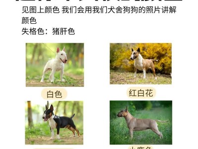 如何科学喂养牛头梗幼犬（从营养、饮食、训练等方面细致呵护）