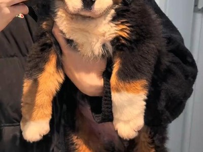 训练你的伯恩山犬走过来（以宠物为主，打造完美伯恩山犬）