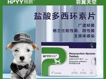给猫使用消炎药的注意事项（为您的猫提供安全有效的消炎药）