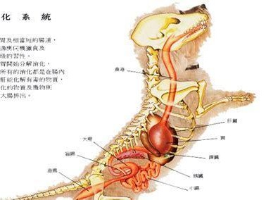 看懂金毛的排便动作信号（掌握金毛排便的诀窍，让宠物健康快乐）